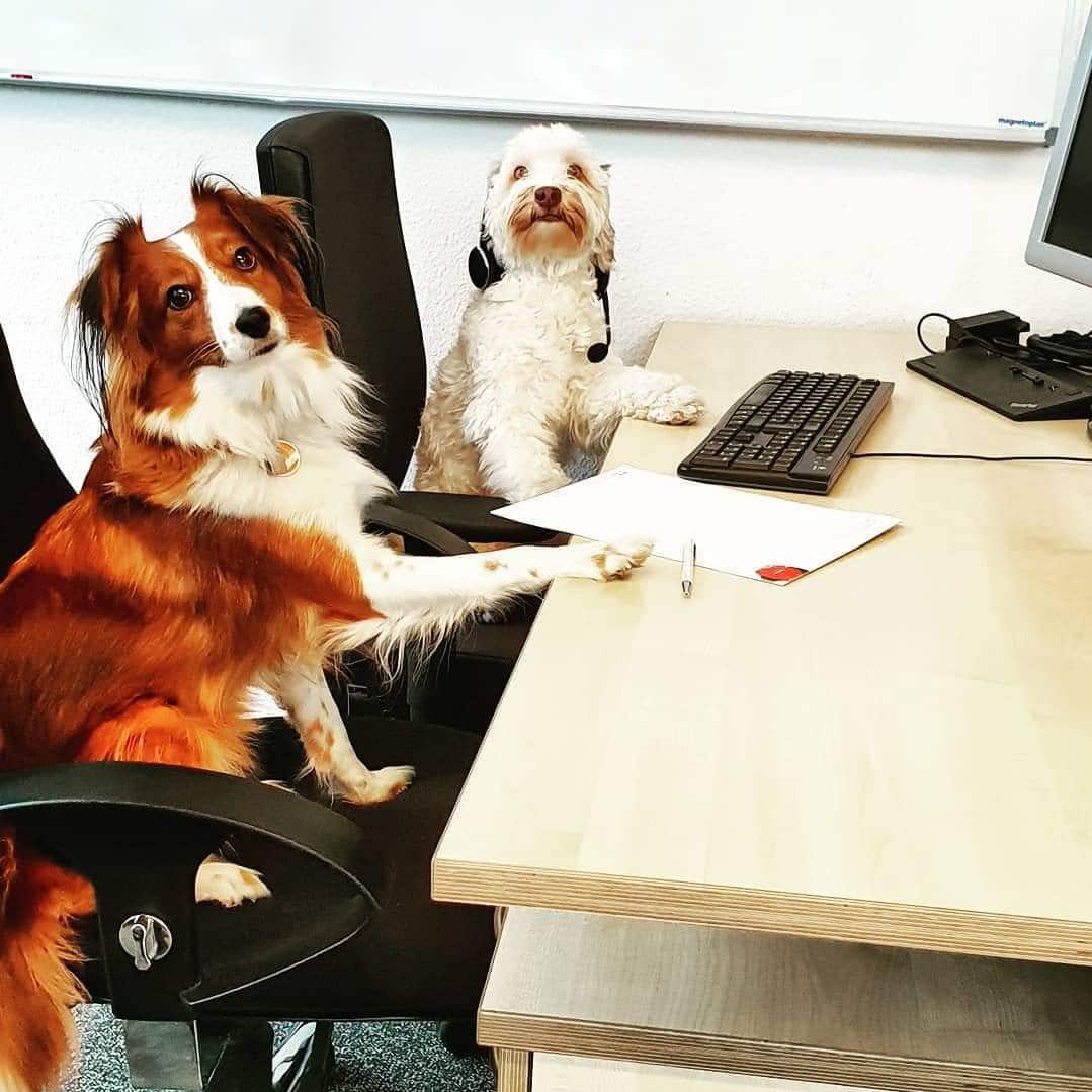 Bürohunde - ahd
